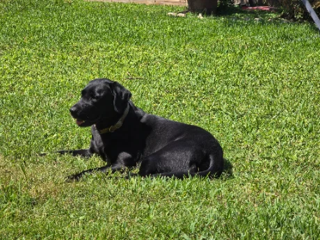 An ordinary phone photograph of a black Labrador lying in the sunlit grass of a back garden.
