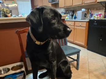 A second phone photograph of the same Labrador, sitting up on a kitchen chair in flat indoor light.