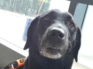 A third phone photograph of the same Labrador, close up and a little soft, looking straight into the camera.